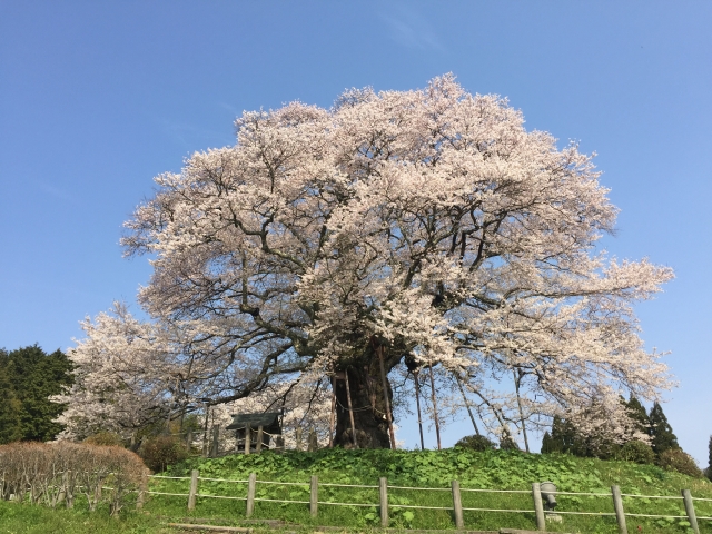 岡山県の風景：醍醐桜